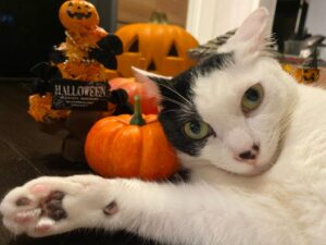 かぼちゃの置物に寄り掛かる猫