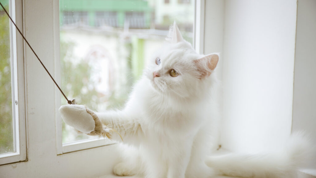 猫じゃらしで遊ぶ猫