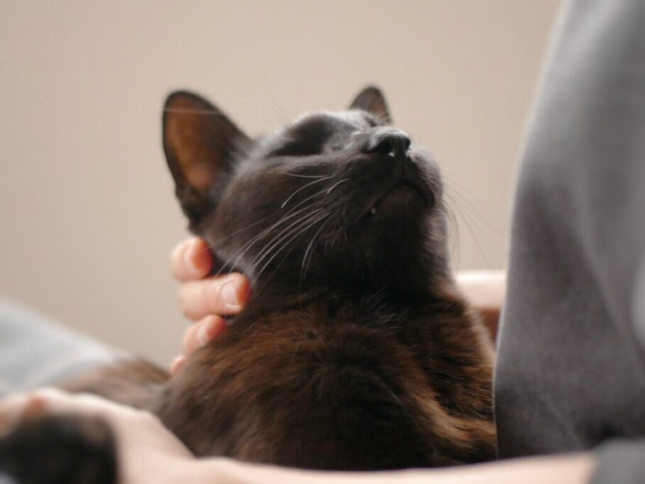 飼い主を見つめる猫