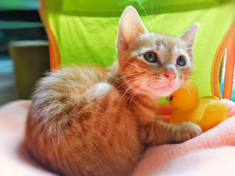 大切におもちゃを抱える猫