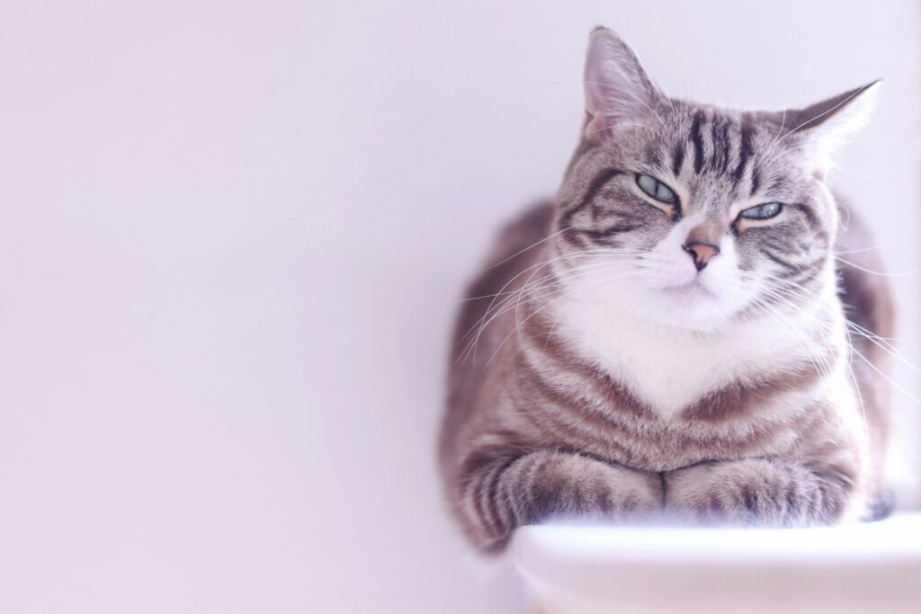 香箱座りで薄目を開けてる猫