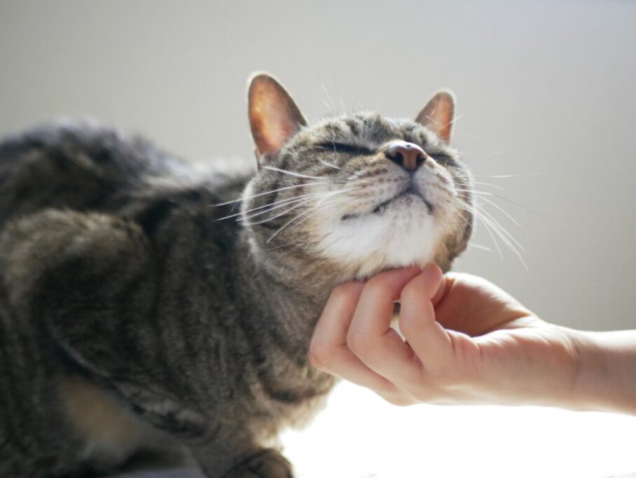 喉を撫でてもらってる猫