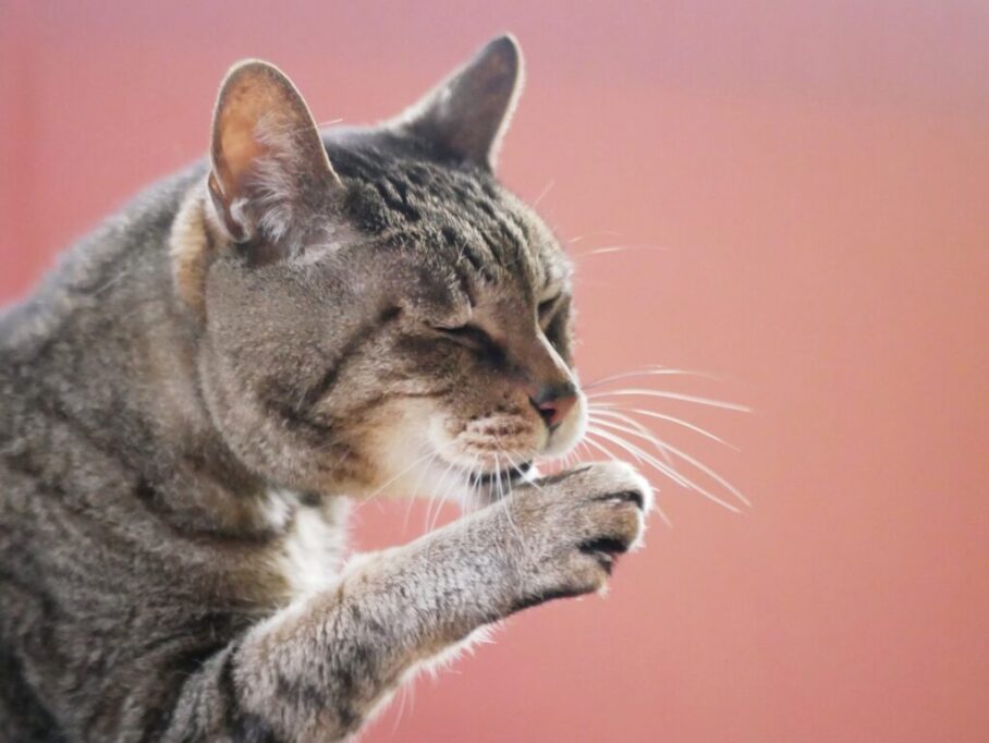 毛繕いするシニア猫