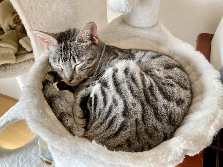 ハンモックで眠るエジプシャンマウ