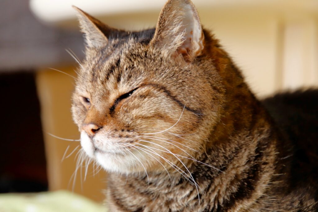 目を細めるシニア猫