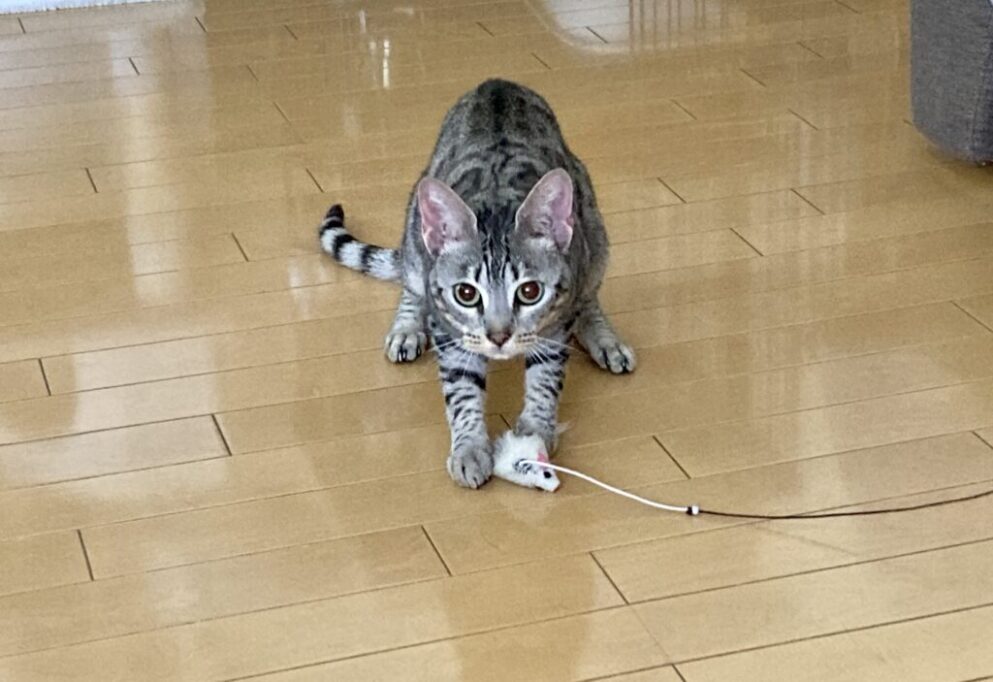猫じゃらしで遊ぶエジプシャンマウ