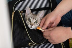 キャリーバッグの中でおめめ真ん丸の猫ちゃん