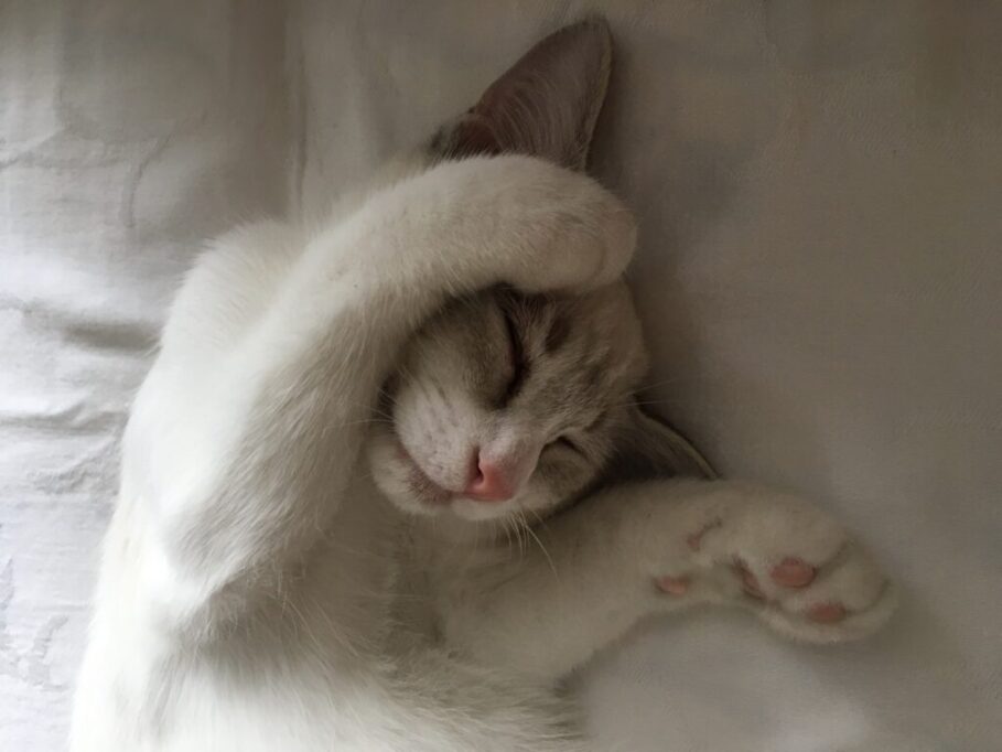 耳をおさえる猫