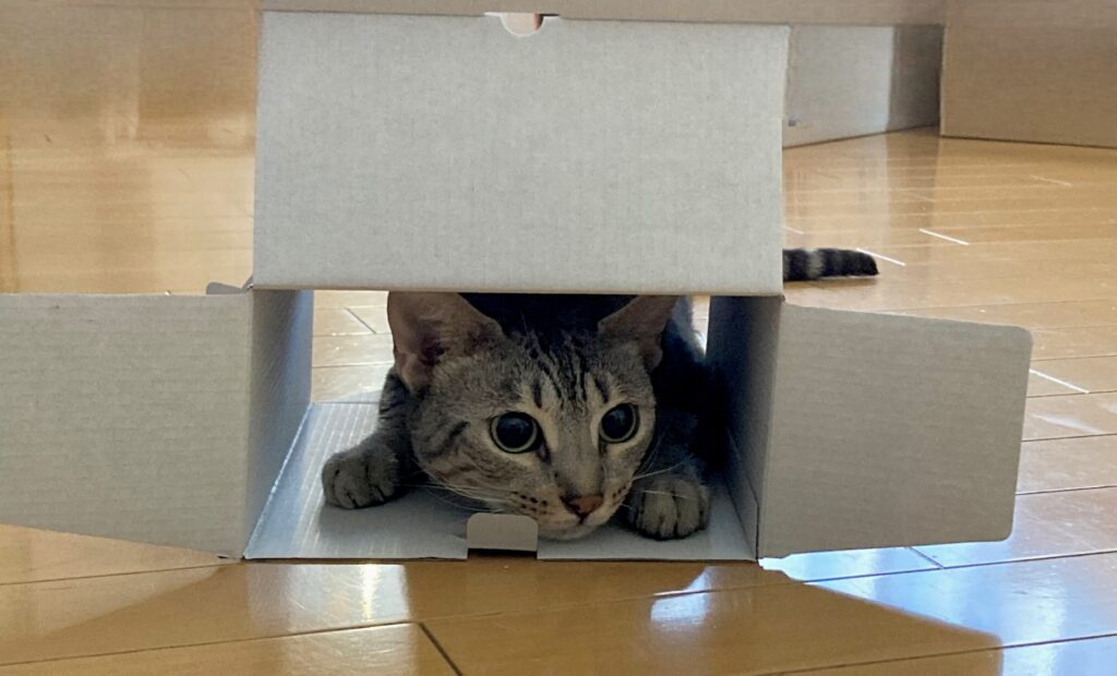 箱の中でおめめ真ん丸で遊ぶエジプシャンマウ