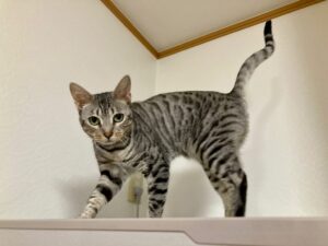 しっぽピーンでこちらを見つめるエジプシャンマウ