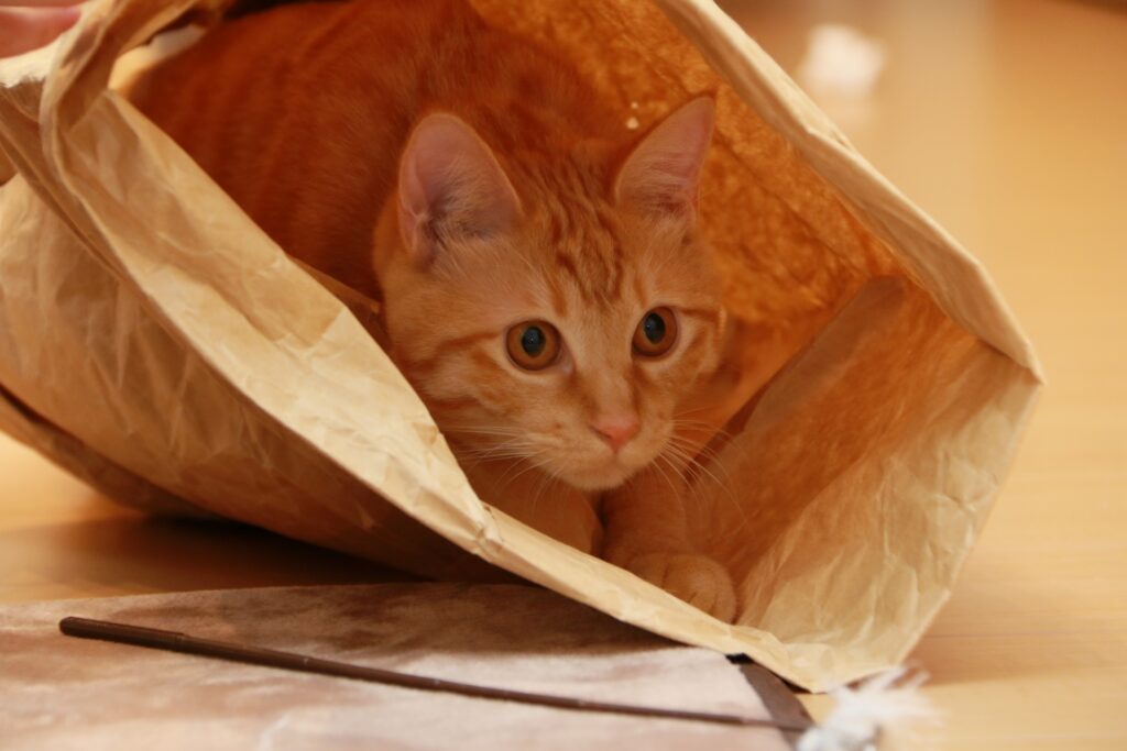 紙袋の中から顔を出す猫