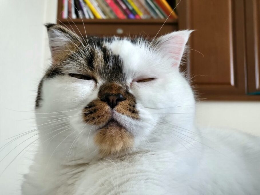 薄目を開けてる猫