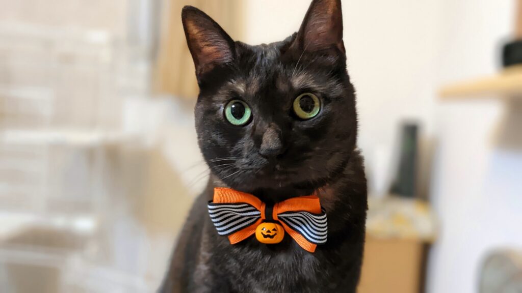 ハロウィンのリボンを付けた黒猫