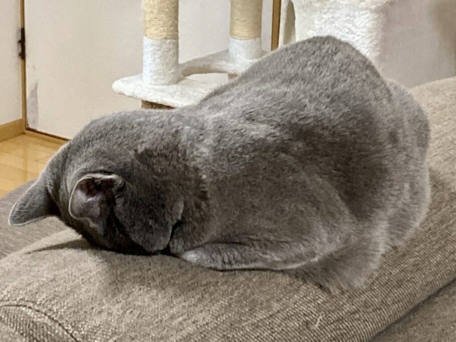 ソファの上でごめん寝する猫