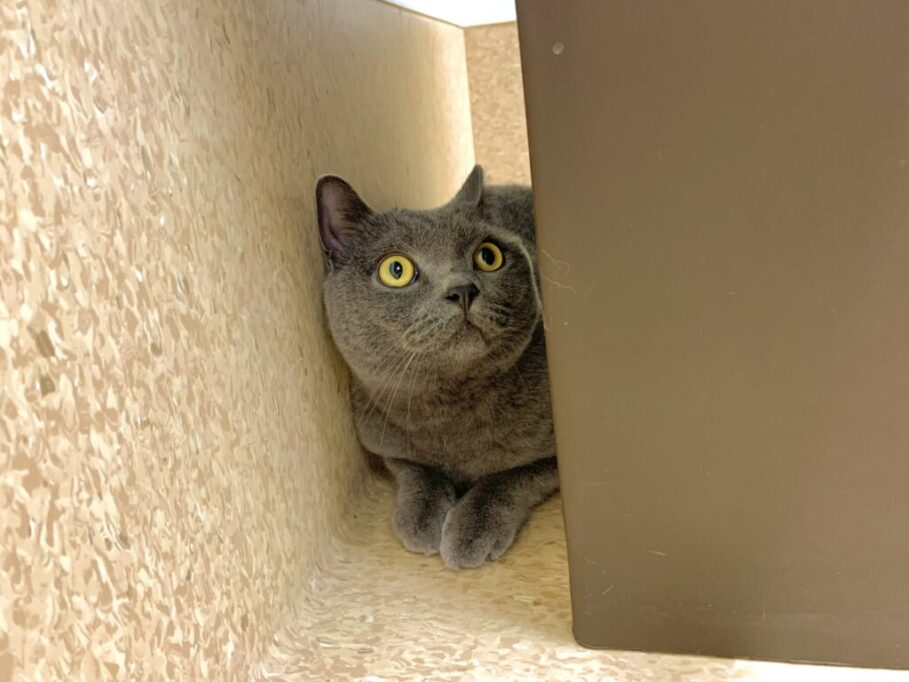 隠れる猫
