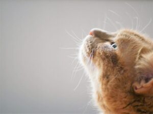 何かのにおいをかぐ猫