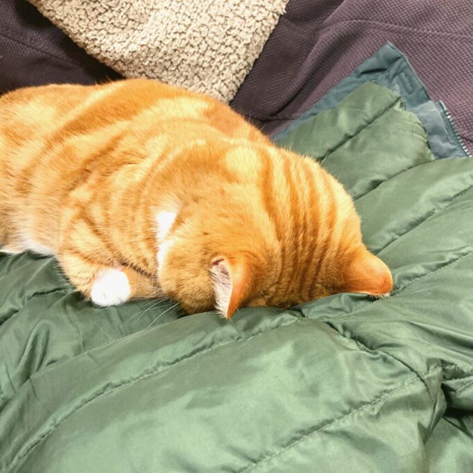 上着の上でごめん寝する猫