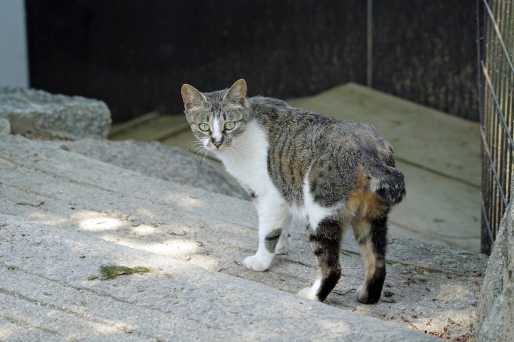 振り向いてこちらを見るジャパニーズ・ボブテイル