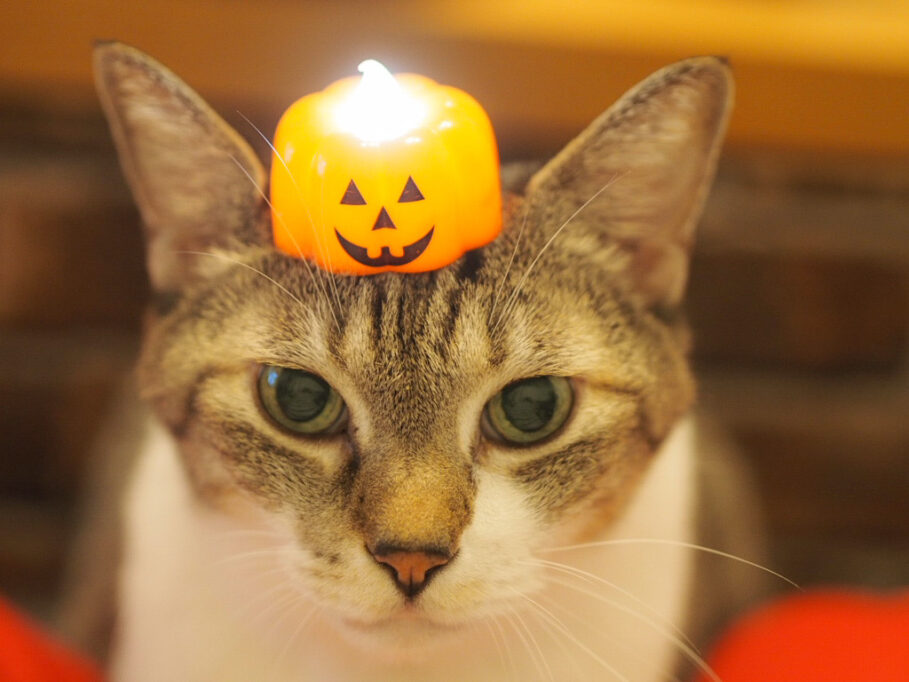 光るかぼちゃの置物を頭にのせる猫