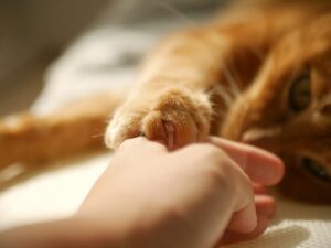 手をつなぐ飼い主と猫
