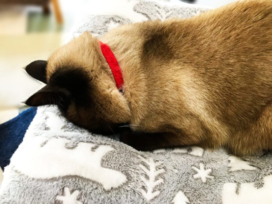 クッションの上でごめん寝する猫