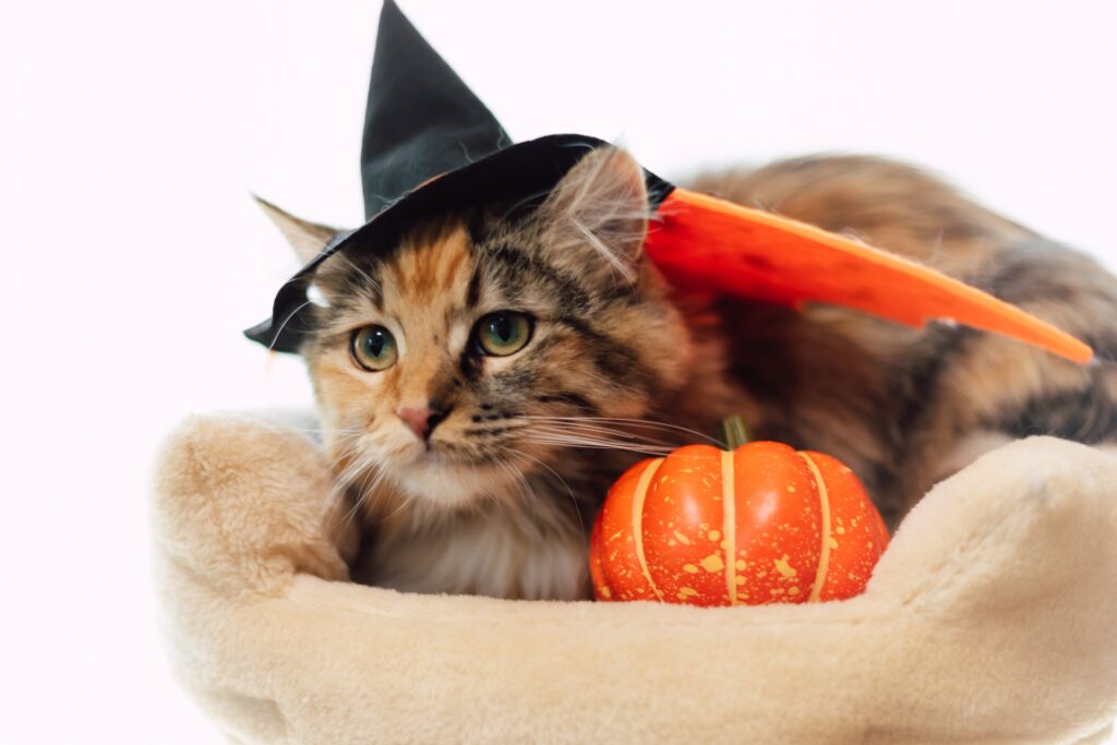 魔女の帽子をかぶる猫