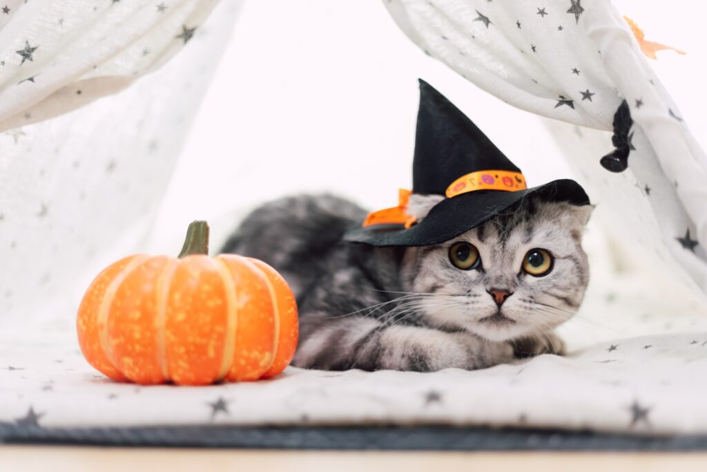 ハロウィンの帽子をかぶる猫