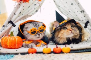 ハロウィンの仮装をしている2匹の猫