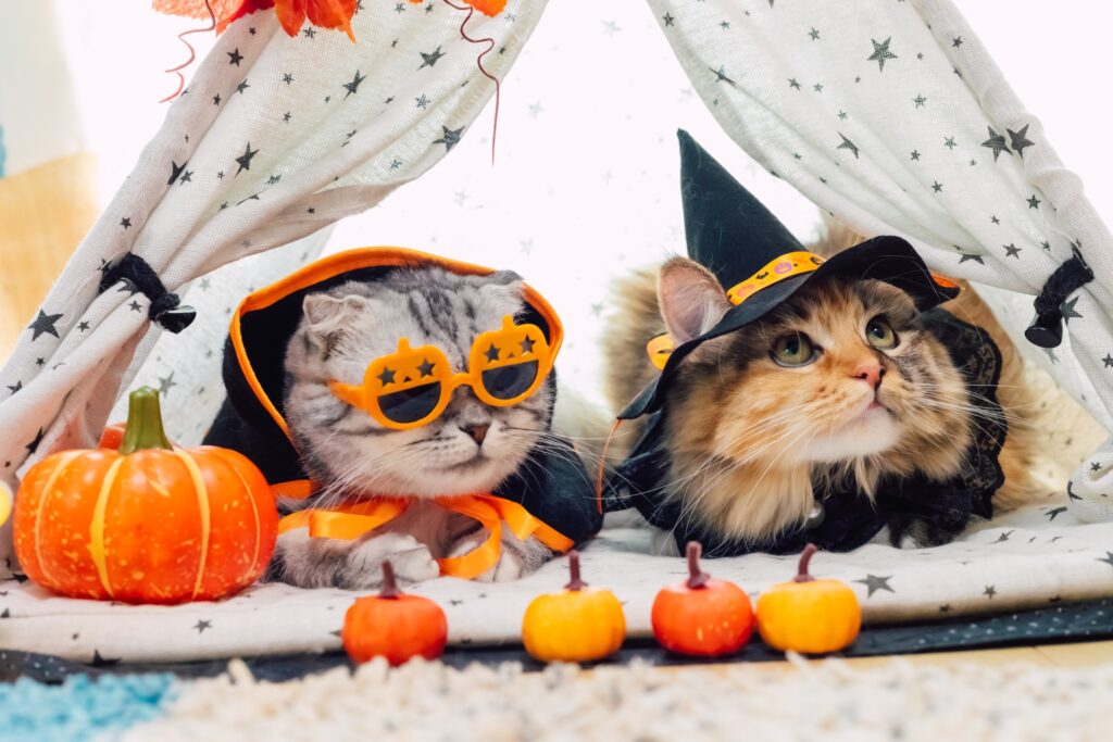 ハロウィンの仮装をしている2匹の猫