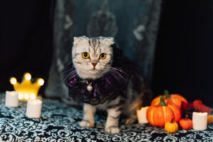 ハロウィンの夜、仮装する猫