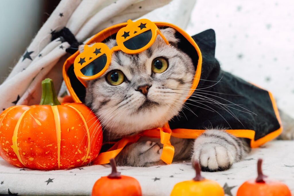 ハロウィンの仮装をする猫