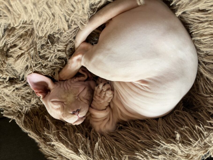 丸まって眠るスフィンクス