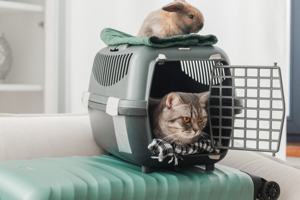 キャリーバッグの中に佇む猫