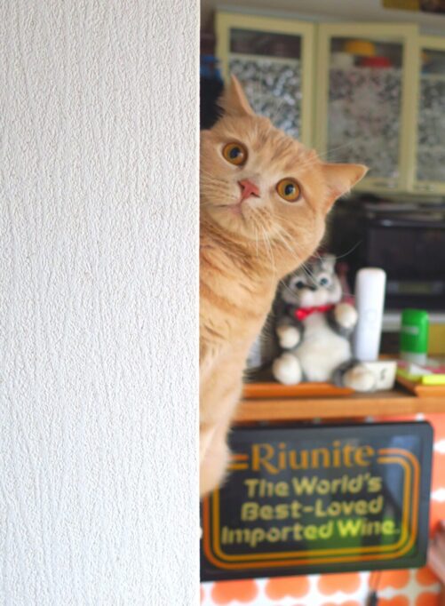 壁の陰からこちらを見つめる猫