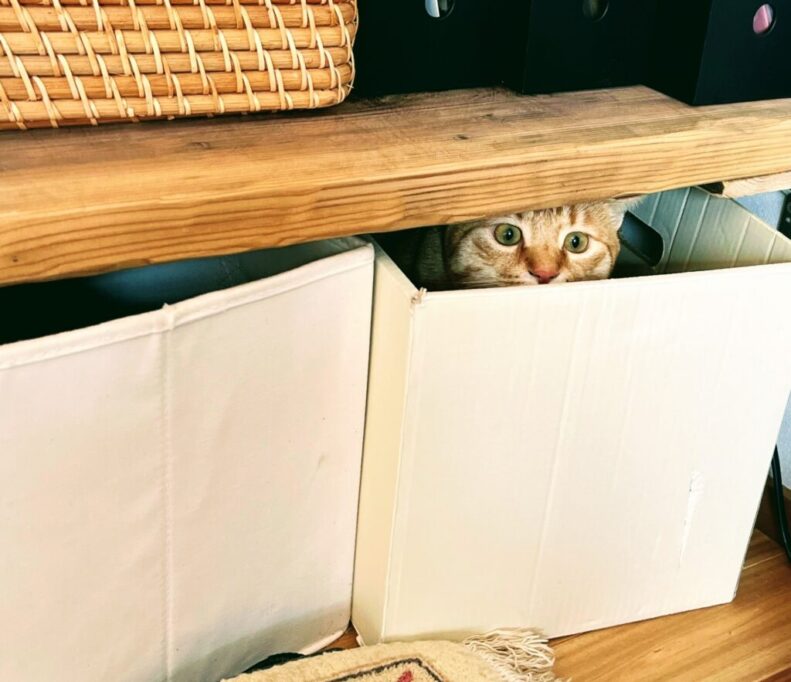 箱に隠れる猫