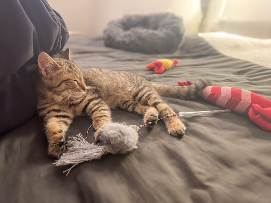 おもちゃに囲まれて眠る猫