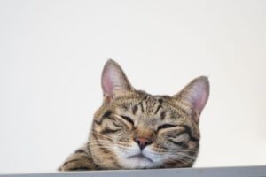 薄目を開けてこちらを見つめる猫