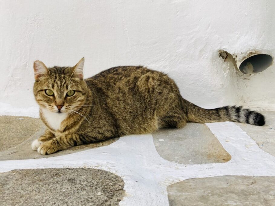 ヨーロッパで外を出歩く猫
