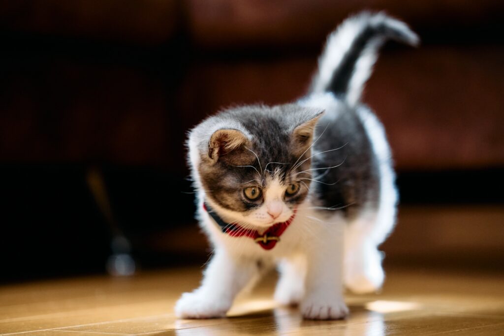 遊びたい子猫