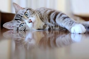 床に寝転がる猫