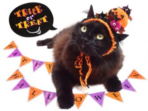 Trick or Treatと言ってる黒猫