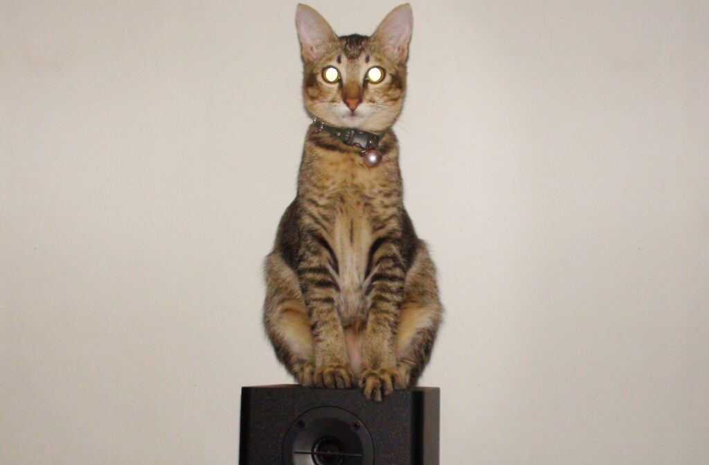 目を光らせながらお座りしてる猫