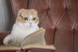 本を読む猫
