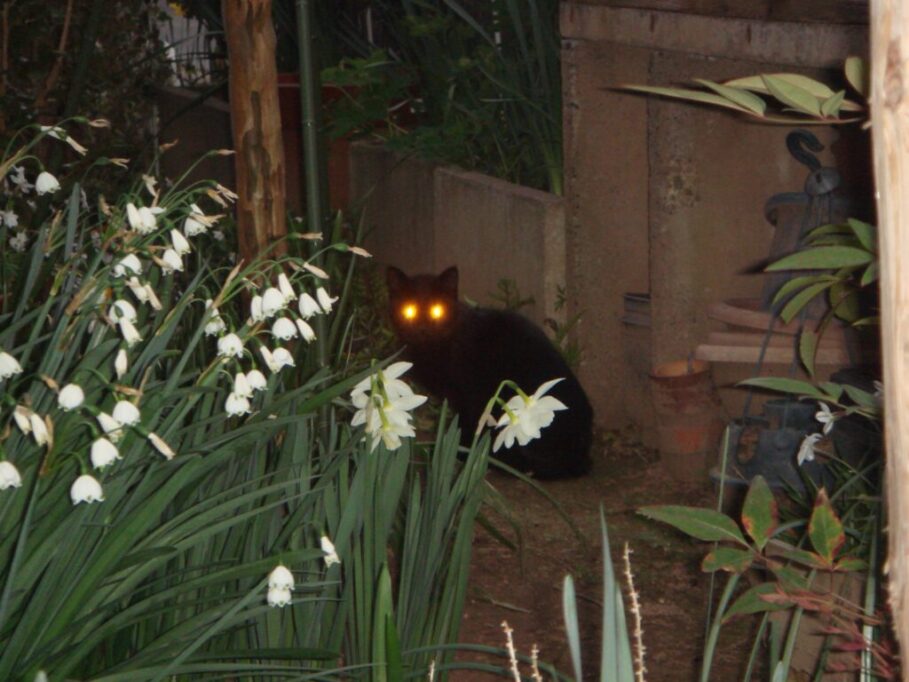 夜、目が光ってる猫