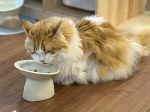 パウ・ボウル ONIGIRIでご飯を食べるテト