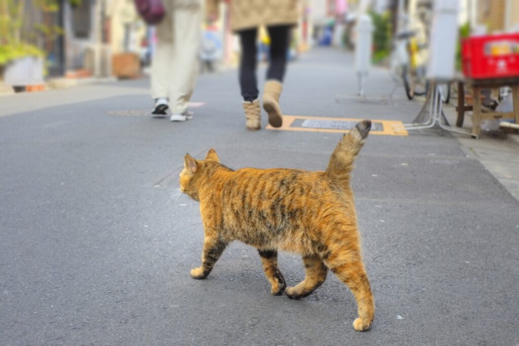 しっぽを立てて道路を歩く猫