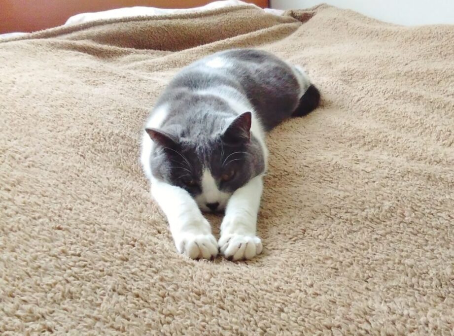 のびーしながら寝る猫