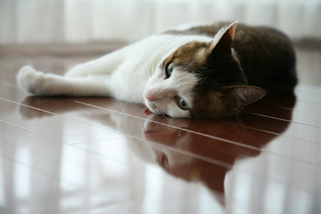 フローリングで横になる猫
