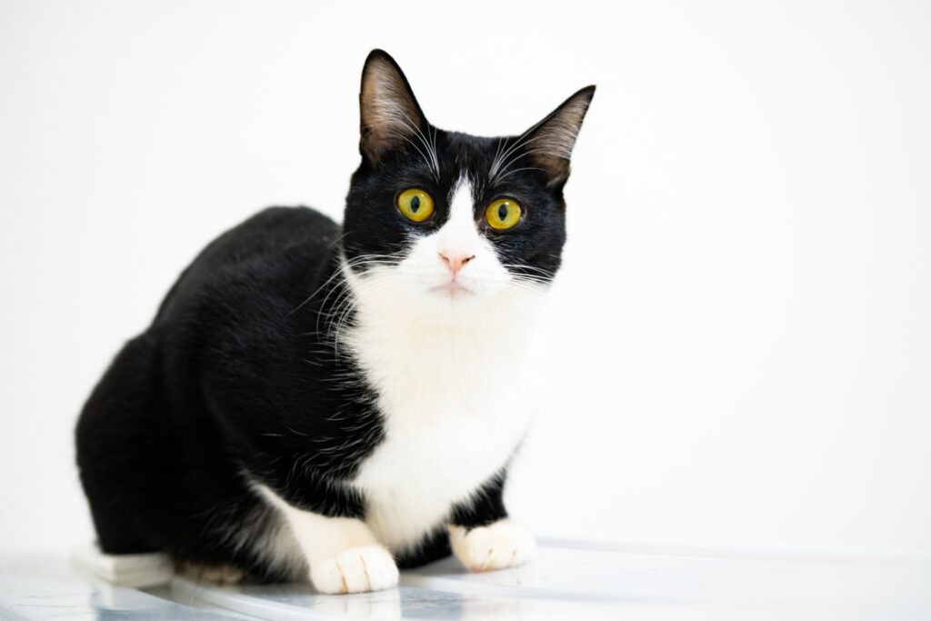 こちらを見つめる白黒のハチワレ猫