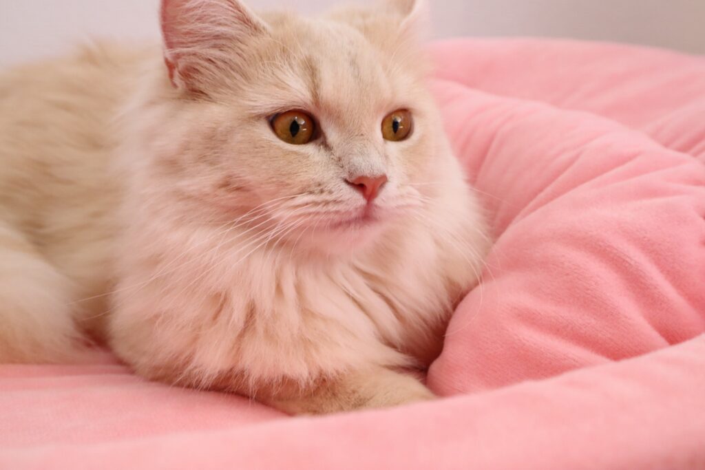 クッションでリラックスする猫